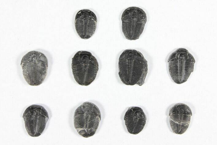 Lot: / Elrathia Trilobites - Pieces #91932